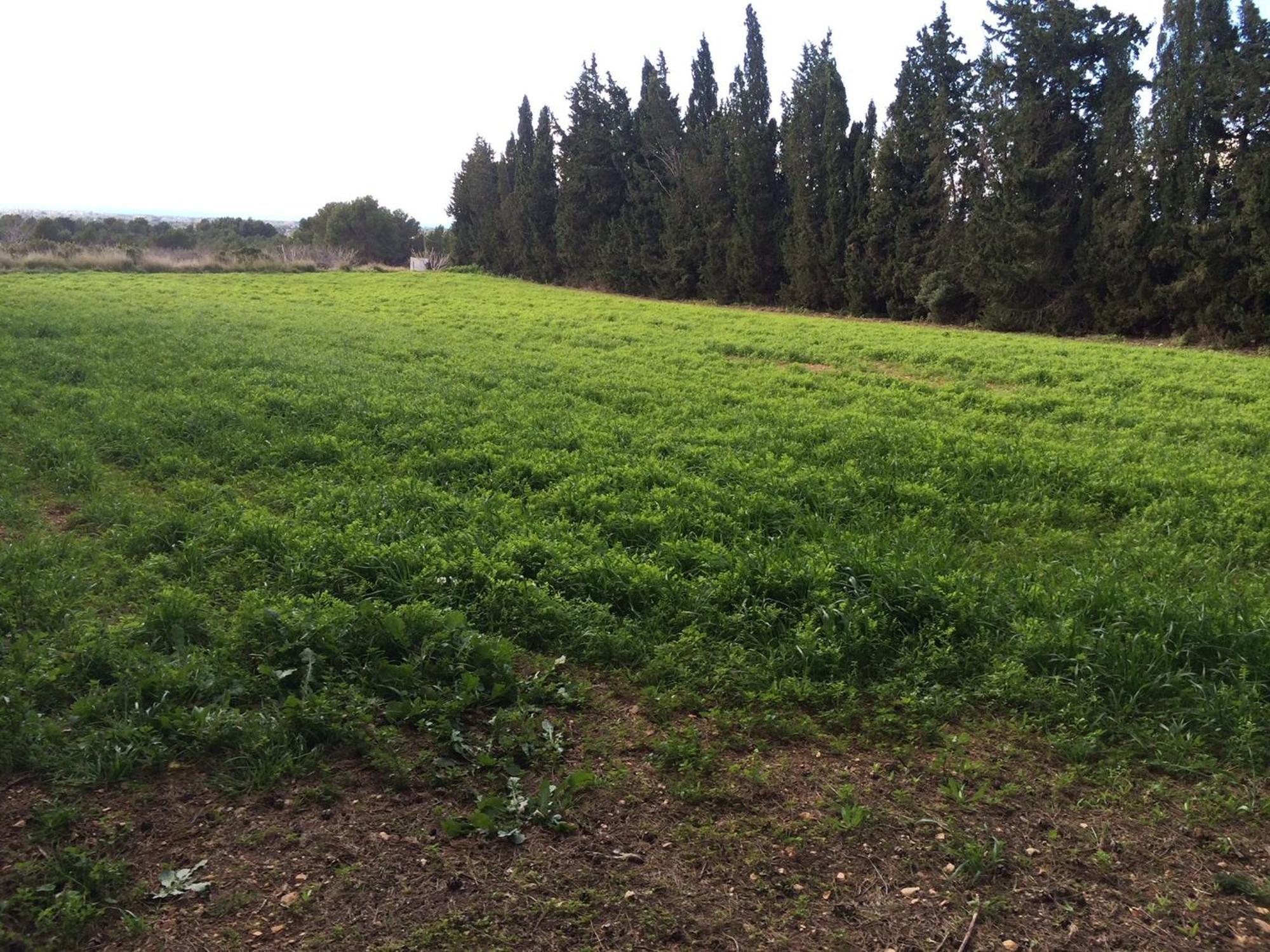 Masia Blanca Deltebre Bagian luar foto